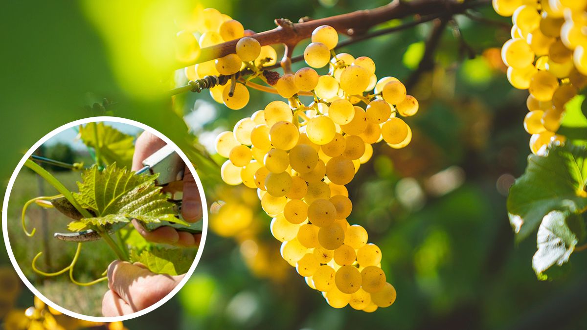 Обрезка винограда осенью - когда и как правильно обрезать виноградную лозуна зиму - Lifestyle 24